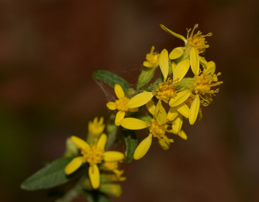 Solidago virgaurea / Verga d''oro comune